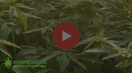 medical-marijuana-video